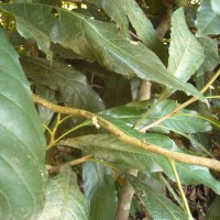 Agrostistachys indica Dalzell